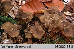 Cantharellus tubaeformis (pieprznik trąbkowy)