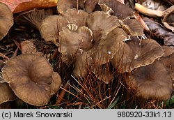 Cantharellus tubaeformis (pieprznik trąbkowy)