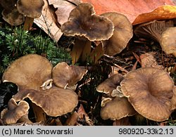 Cantharellus tubaeformis (pieprznik trąbkowy)