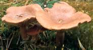 Lactarius rufus (mleczaj rudy)