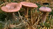 Lactarius rufus (mleczaj rudy)