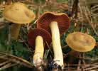 Cortinarius semisanguineus (zasłonak purpurowoblaszkowy)