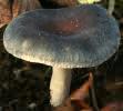 Unidentified-Russula