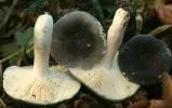 Unidentified-Russula