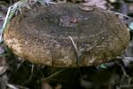 Lactarius necator (mleczaj paskudnik)