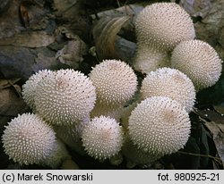 Lycoperdon perlatum (purchawka chropowata)