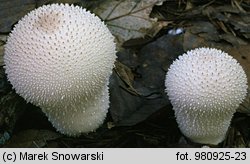 Lycoperdon perlatum (purchawka chropowata)