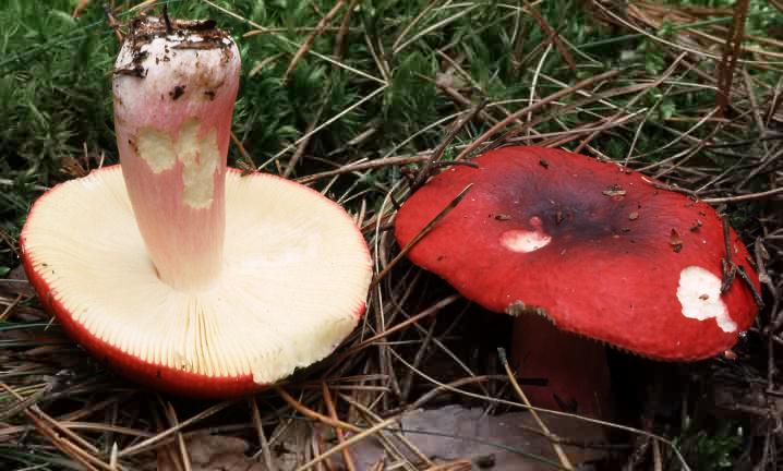 Russula sp.