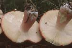 Russula sp.