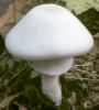 Agaricus abruptibulbus
