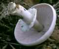 Agaricus abruptibulbus