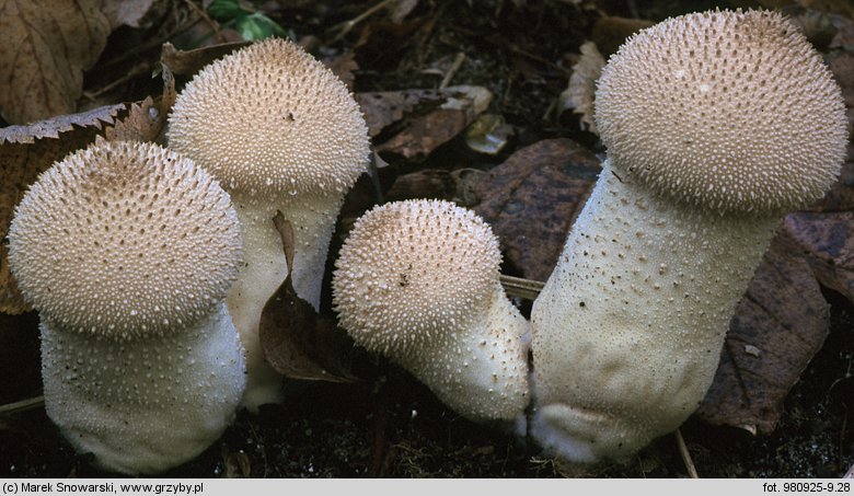 Lycoperdon perlatum (purchawka chropowata)