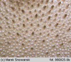 Lycoperdon perlatum (purchawka chropowata)