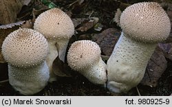 Lycoperdon perlatum (purchawka chropowata)