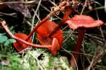 Cortinarius sanguineus (zasłonak krwisty)