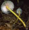 Mycena epipterygia var. viscosa (grzybówka cytrynowa odm. nadrzewna)