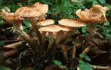 Armillaria ostoyae (opieńka ciemna)