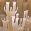 Artomyces pixidatus