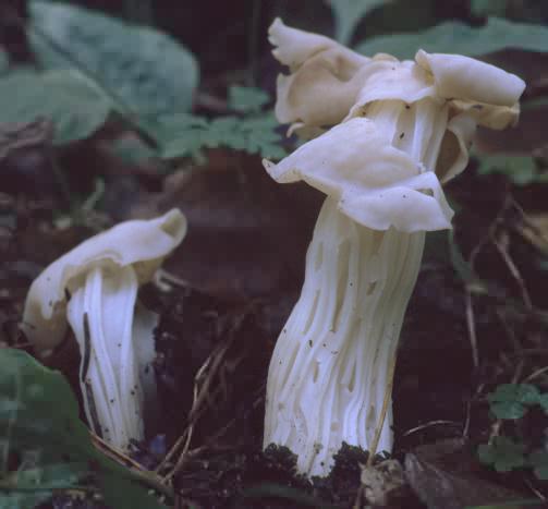 Helvella crispa (piestrzyca kędzierzawa)