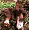 Gyromitra infula (piestrzenica infułowata)