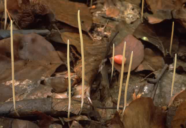 Macrotyphula juncea (buławka sitowata)