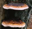 Fomitopsis pinicola (pniarek obrzeżony)