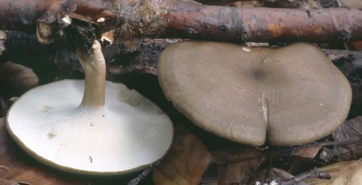 Lentinus brumalis (twardziak zimowy)