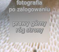 Polyporus brumalis (żagiew zimowa)