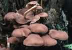 Psathyrella piluliformis (kruchaweczka namakająca)