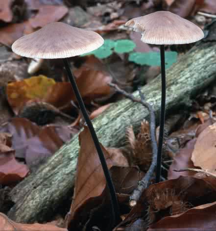 Mycetinis alliaceus (twardzioszek czosnkowy)