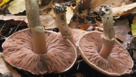 Agaricus fuscofibrillosus