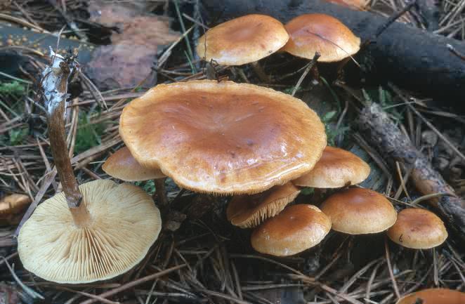 Gymnopilus hybridus