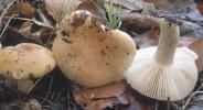 Russula ochroleuca (gołąbek brudnożółty)