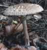 Chlorophyllum rhacodes (czubajnik czerwieniejący)