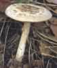 Amanita citrina (muchomor cytrynowy)