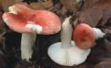 Russula mairei (gołąbek buczynowy)