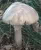 Amanita phalloides (muchomor zielonawy)