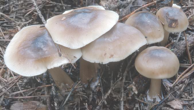 Rhodocollybia butyracea f. asema (monetnica maślana forma szarobrązowawa)