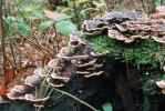 Trametes versicolor (wrośniak różnobarwny)