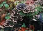 Trametes versicolor (wrośniak różnobarwny)