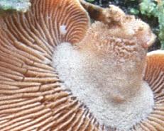 Panellus stypticus (łycznik ochrowy)