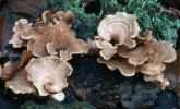 Panellus stypticus (łycznik ochrowy)