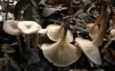 Clitocybe dicolor