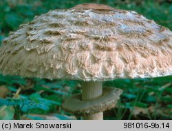 Chlorophyllum rhacodes (czubajnik czerwieniejący)