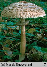 Chlorophyllum rhacodes (czubajnik czerwieniejący)