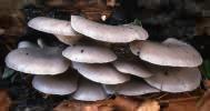 Pleurotus ostreatus (boczniak ostrygowaty)