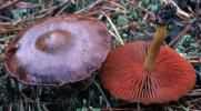 Cortinarius semisanguineus (zasłonak purpurowoblaszkowy)