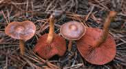 Cortinarius semisanguineus (zasłonak purpurowoblaszkowy)