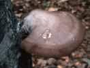 Fomitopsis betulina (pniarek brzozowy)