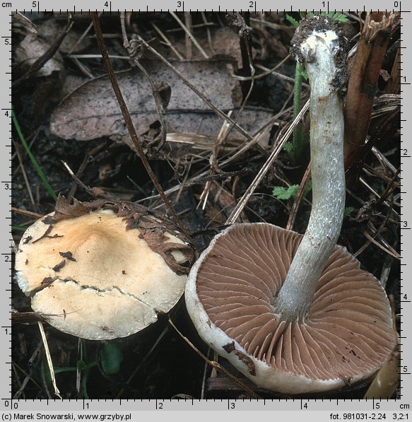 Stropharia caerulea (pierścieniak niebieskawy)